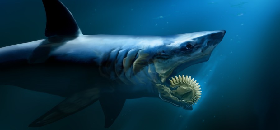 Helicoprion, O Tubarão Boca de Serra: Características e Fotos