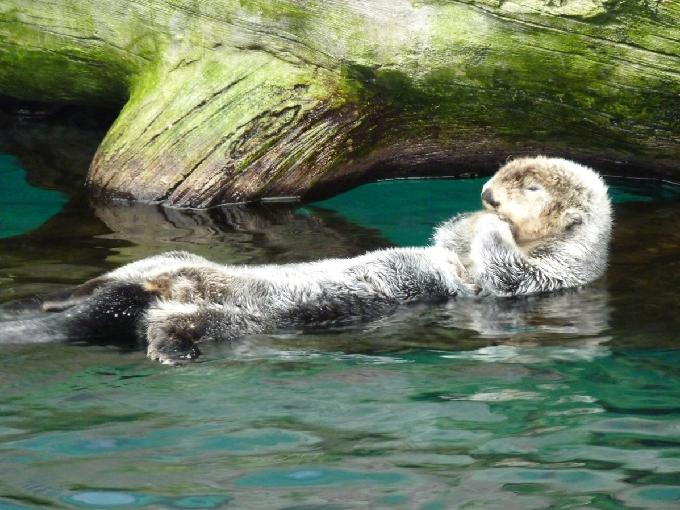 Lontra Marinha: Características, Nome Cientifico e Fotos