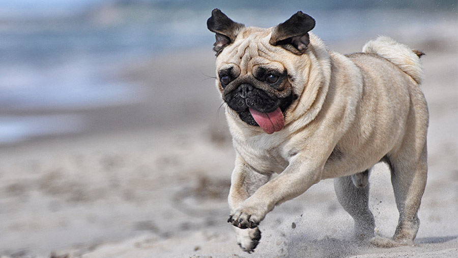 Pug Chocolate, Tigrado, Prata e de Cores Exóticas com Fotos