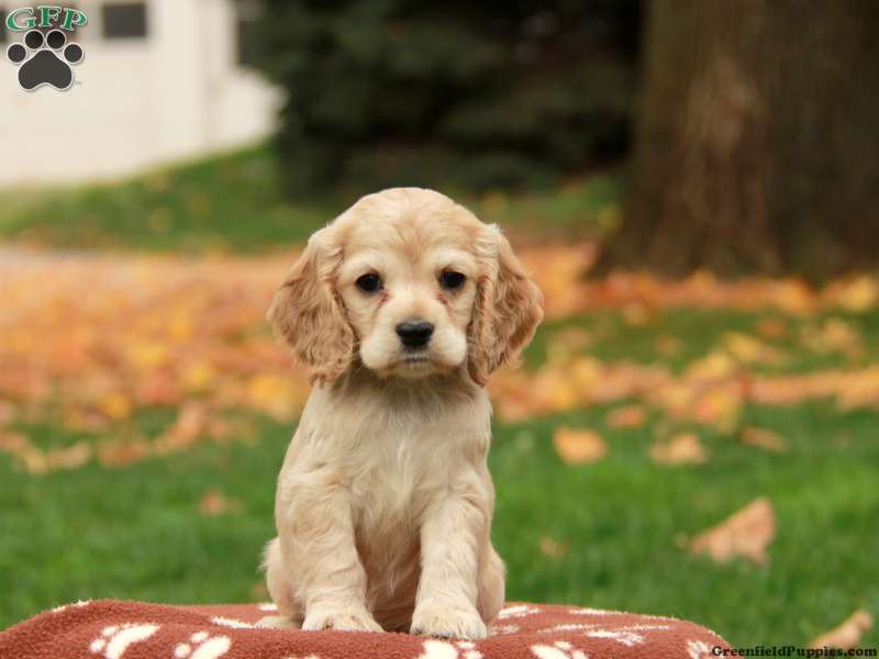 Existe Cocker Spaniel Mini? Onde Encontrar, Cores e Fotos