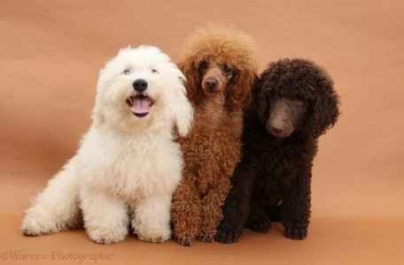Diferenças Entre Raças de Cães Maltês, Poodle, Shih-Tzu, Yorkshire e Bichon Frise