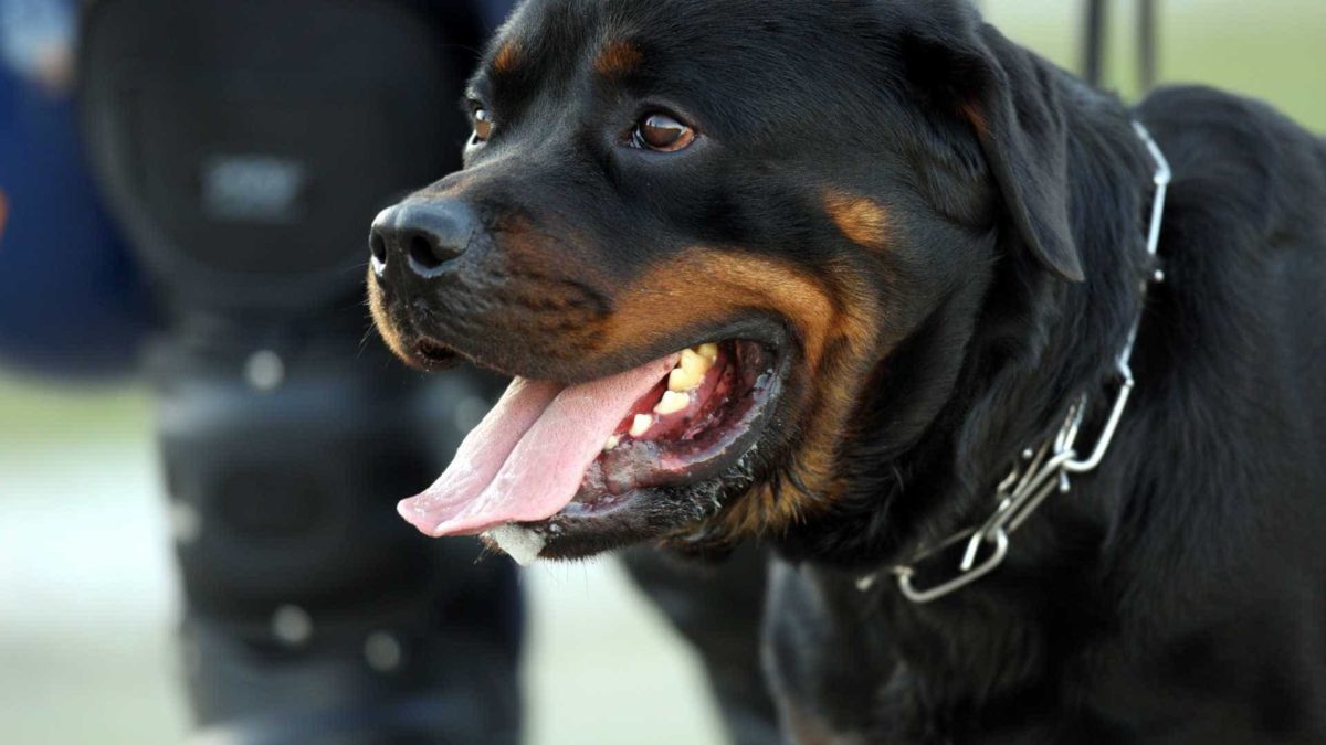 Como Adestrar Um Cão Territorialista? Como Resolver?