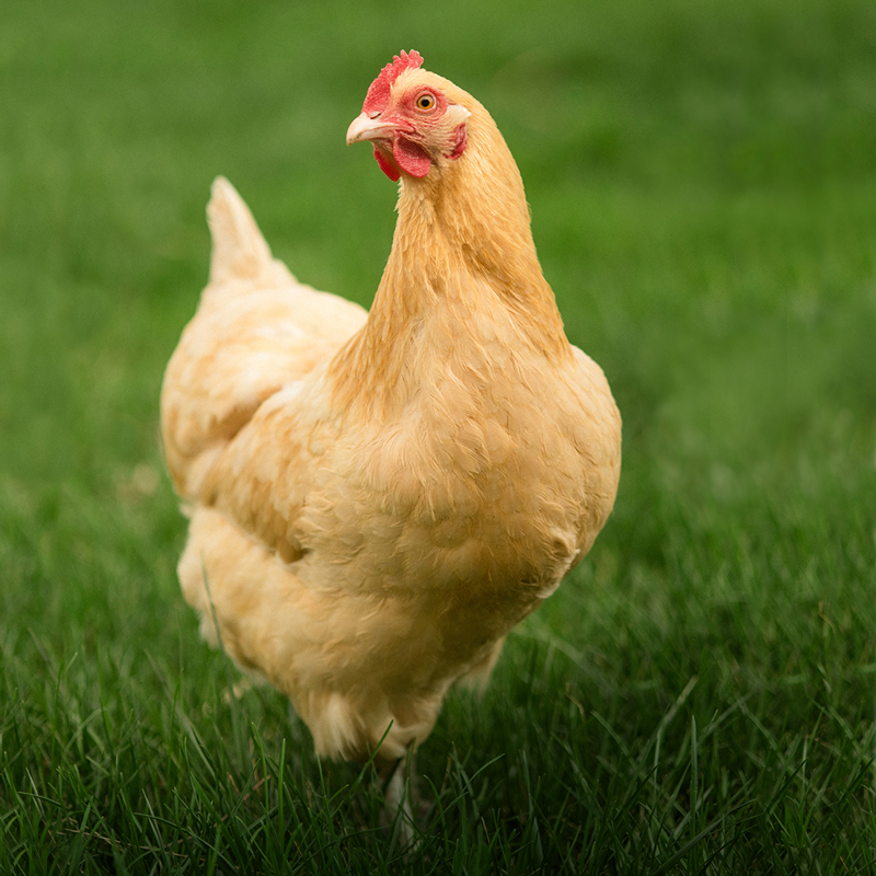 Lista de Raças de Frango de Corte Com Nomes e Características