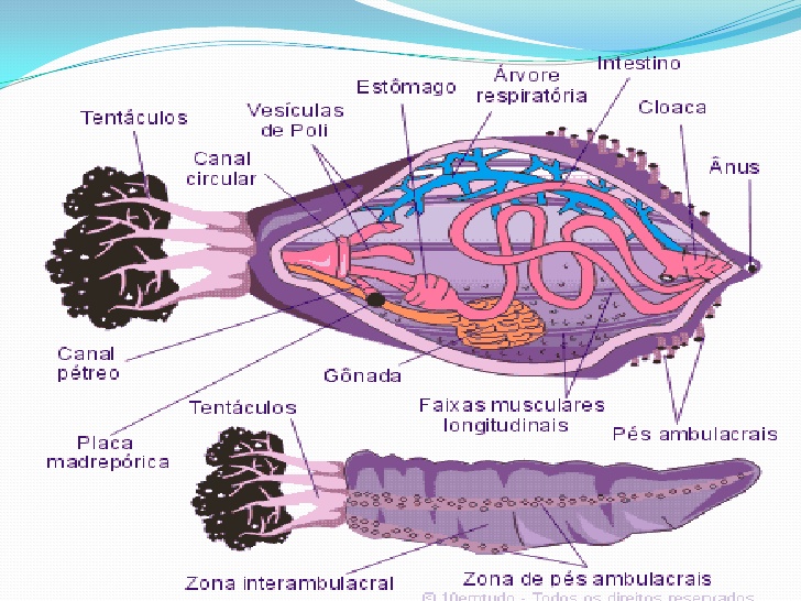 Pepino do Mar Anatomia: Como Funciona Seu Corpo?