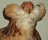 Galinha Araucana: Características, Ovos Azuis, Como Criar e Fotos