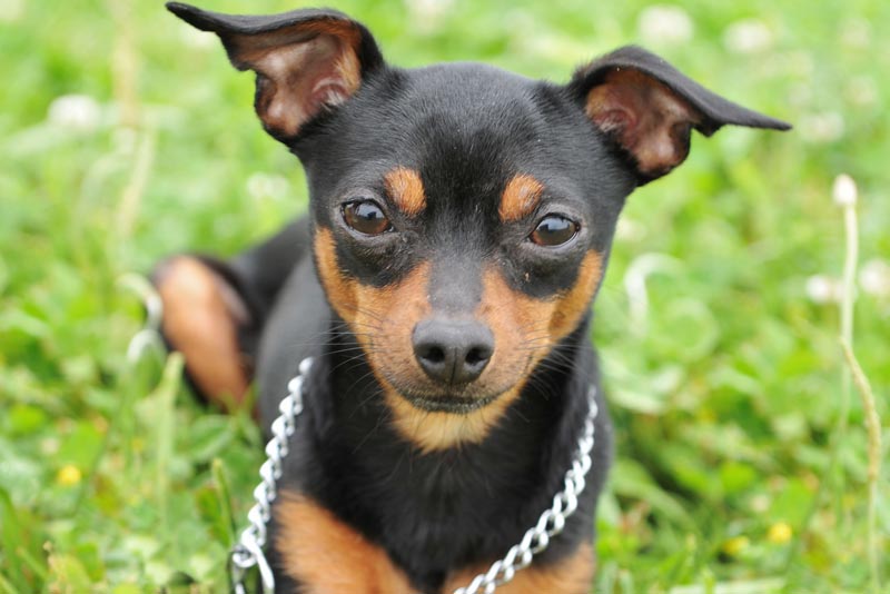 Diferenças De Tamanho Entre Pinscher 0, 1, 2, 3 E 4