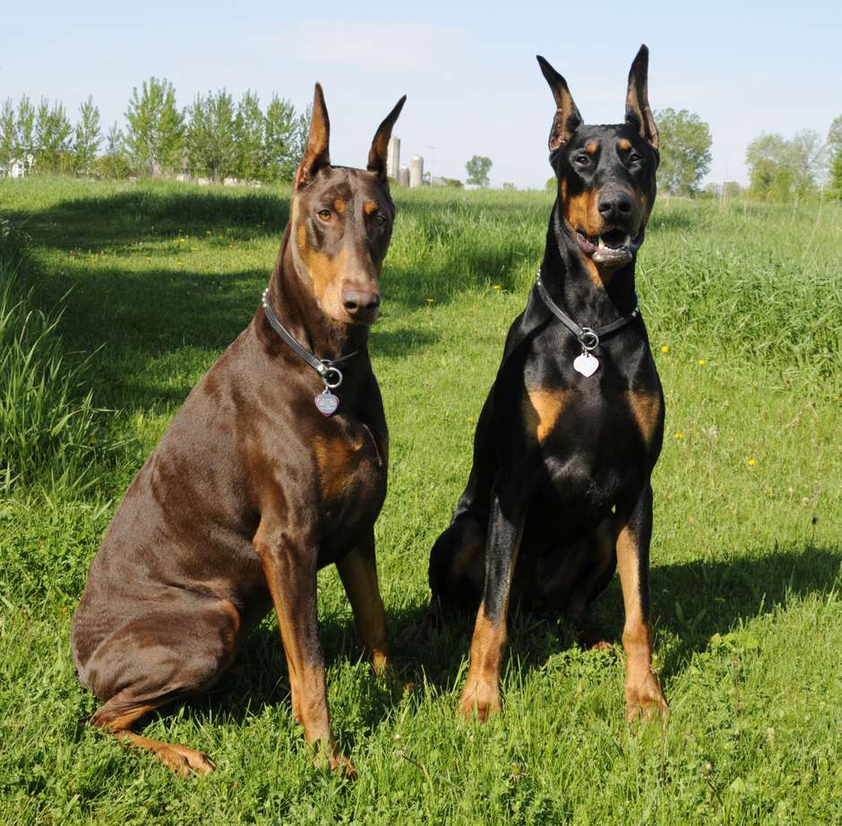 Pinscher Gigante: Cores, Personalidade, Canil, Filhotes e Fotos