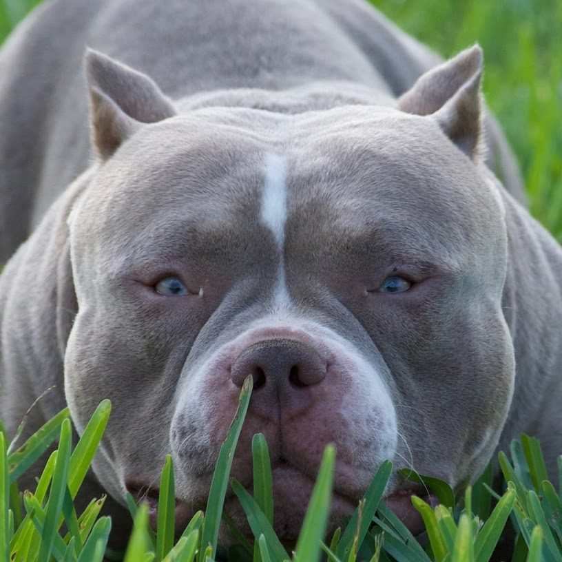 Pitbull Cinza American Bully de Olho Azul: Temperamento e Demais Informações