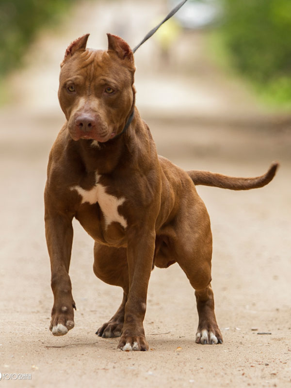 Pitbull: Raças e Tipos de Pitbull Com Nomes e Fotos