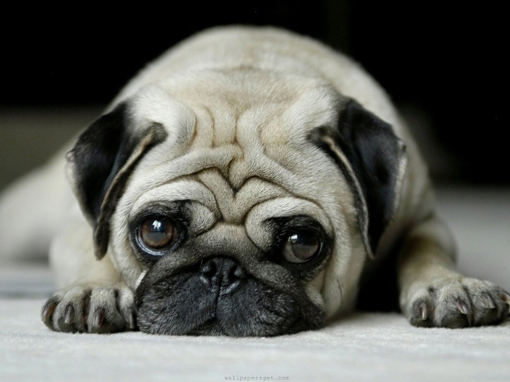 Curiosidades Sobre a Raça de Cachorro Pug e Fatos Interessantes