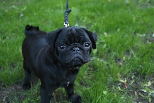 Pug Preto Mini: Caracteristicas, Comportamento E Fotos