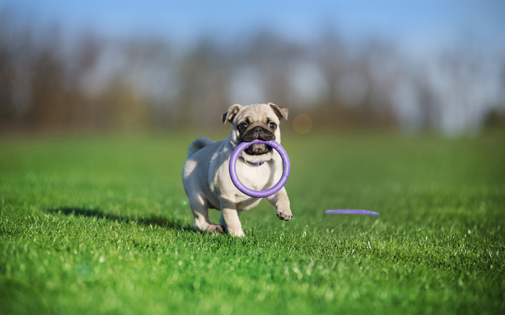 Pug: Personalidade Sociável? Dócil? Qual o Comportamento da Raça?