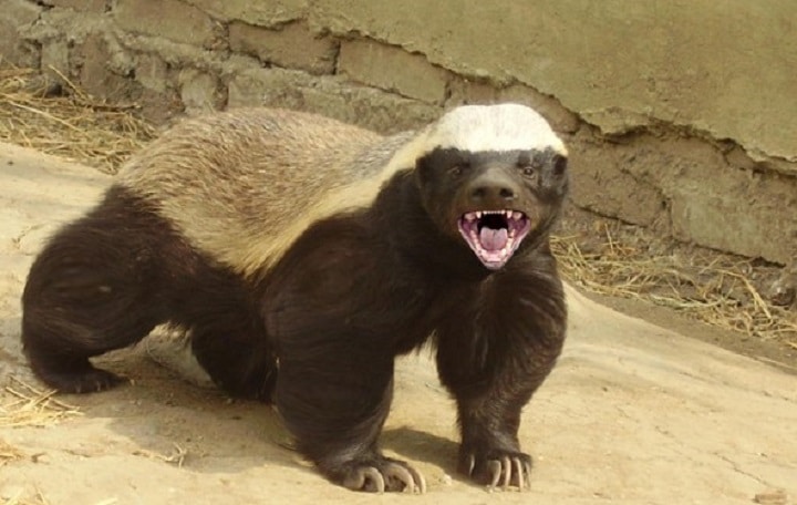 Origem do Ratel e História do Animal