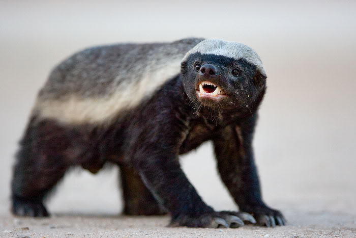 Ratel Brasileiro: Características, Nome Científico e Fotos