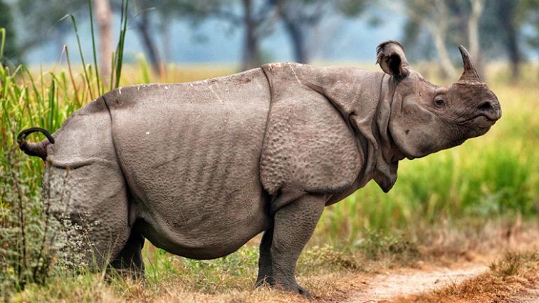 Rinoceronte De Java: Foi Extinto? Características, Habitat e Fotos