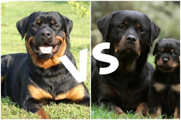 Diferenças Entre o Rottweiler Americano e Alemão