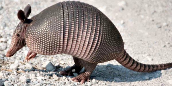 Tatu Preto Existe? Onde? Nome Científico e Fotos