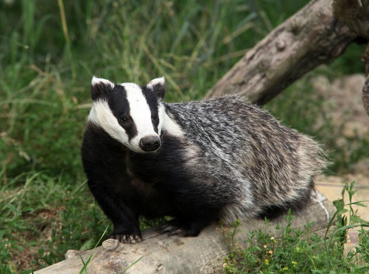 Texugo Bornean Ferret-Badger: Características, Peso, Tamanho E Fotos