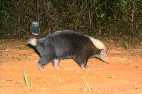 Texugo Palawan Stink Badger: Características, Peso, Tamanho E Fotos