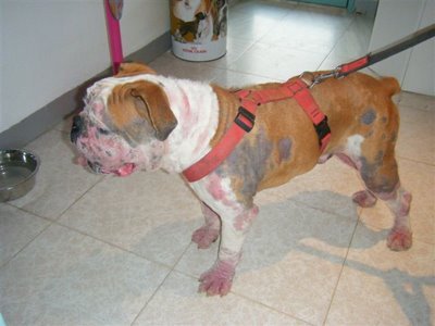 Curar Sarna de Cachorro com Óleo Queimado É Possível?