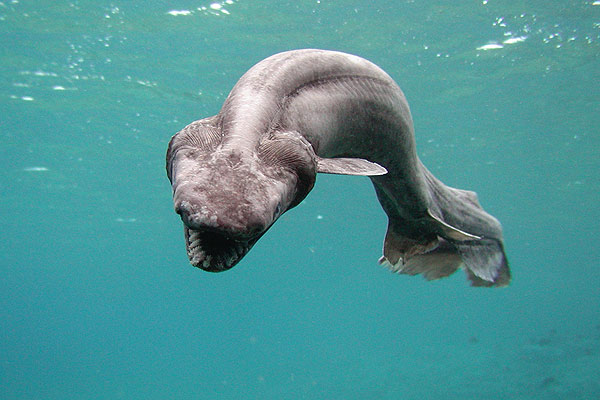 Tubarão Cobra: É Perigoso? Ele Ataca? Habitat, Tamanho e Fotos