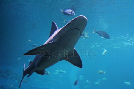 Tubarão Enfermeiro: É Perigoso? Curiosidades, Habitat e Imagens