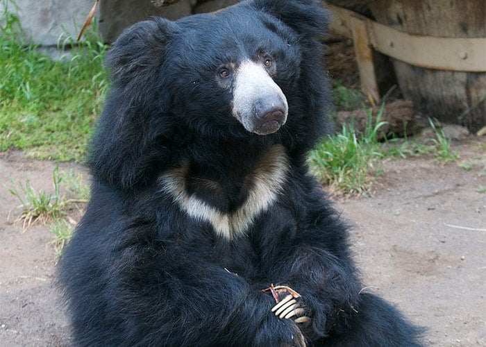 Tudo Sobre o Urso: Nome Científico, Ficha Técnica e Fotos