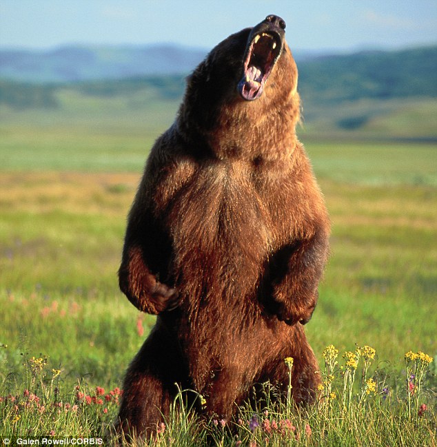Diferenças e Semelhanças do Urso Pardo e Urso Marsicano