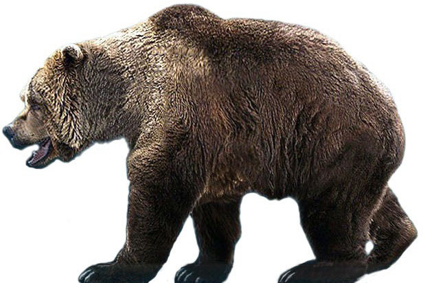 Urso-das-Cavernas: Características, Peso, Tamanho e Fotos