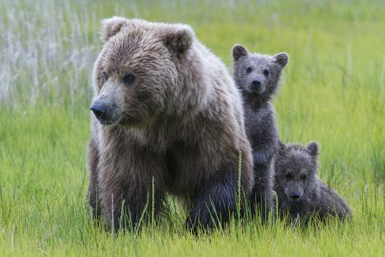 Urso-Cinzento: Características, Peso, Tamanho, Onde Vive e Fotos