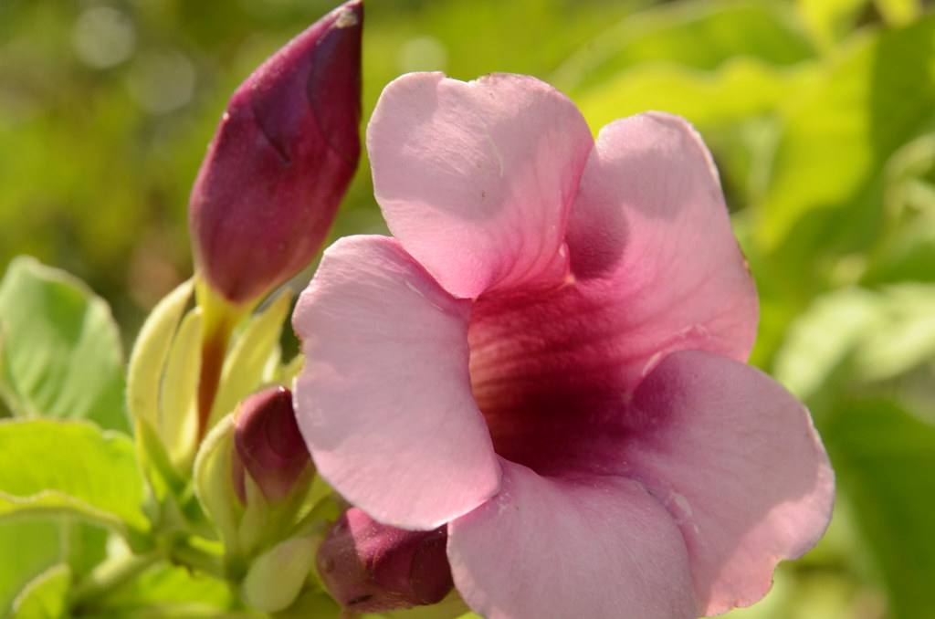 Alamanda Sete Patacas Roxa: Características da Flor e Imagens