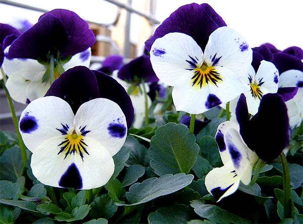 História da Flor Amor Perfeito, Significado e Origem da Planta