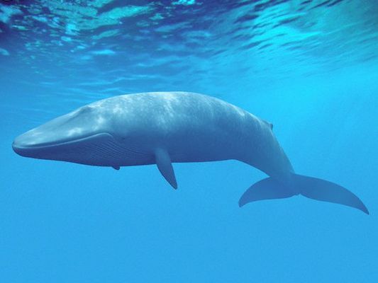 Baleia Balaenoptera Omurai: Peso, Tamanho, Habitat e Fotos