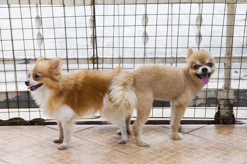 Dois Cachorros Irmãos Podem Cruzar? E se Forem de Ninhadas Diferentes?