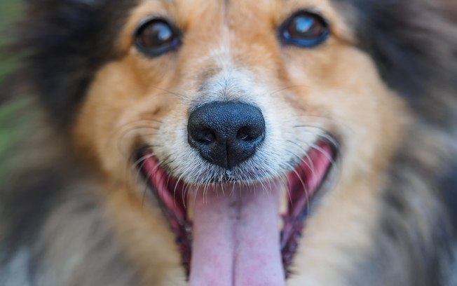 Cachorro com Mau Cheiro no Nariz ou Focinho: Como Resolver?