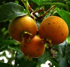 Origem da Gabiroba e História da Fruta