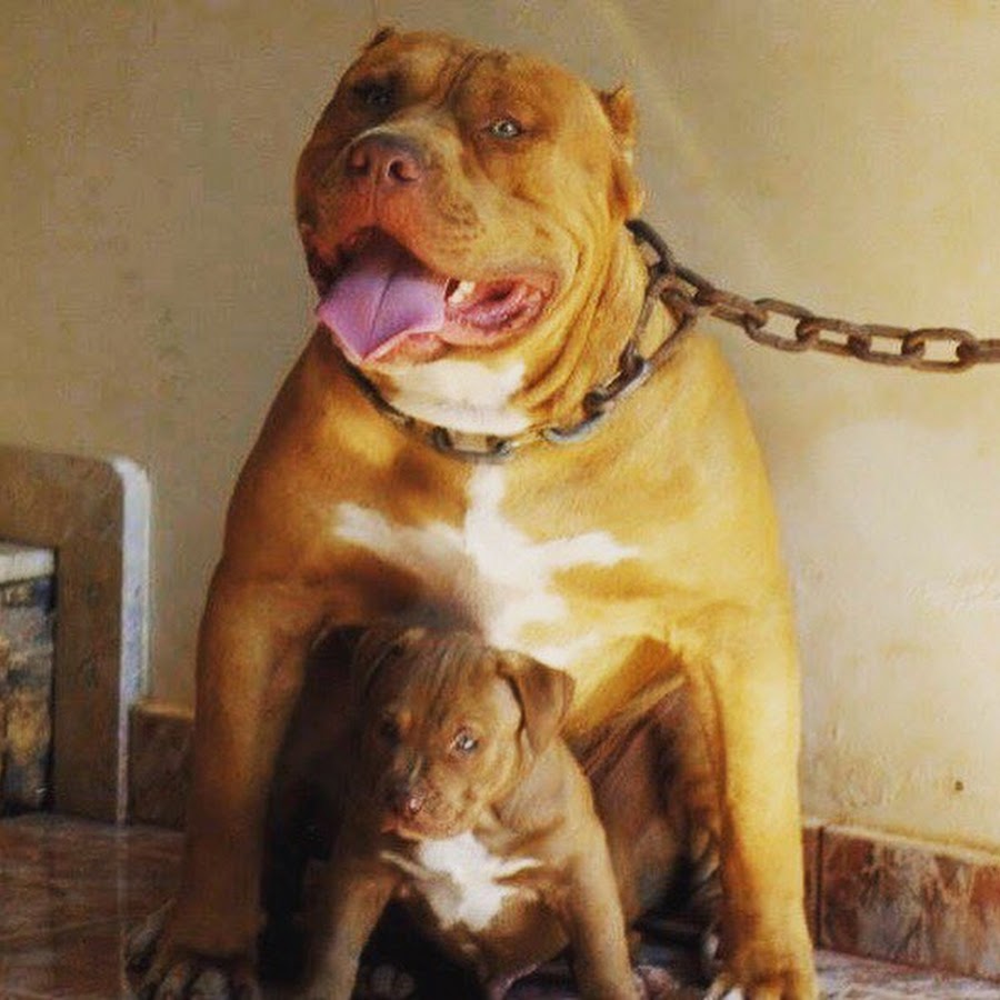 Top 10 Canis do Cachorro Pitbull no Brasil