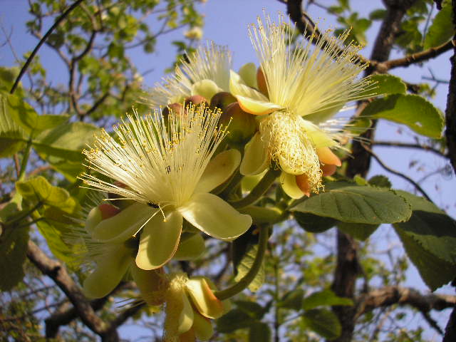 Gabiroba do Cerrado: Característica, Muda, Nome Científico e Fotos