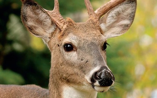 Qual é o Animal Mais Alto do Brasil?