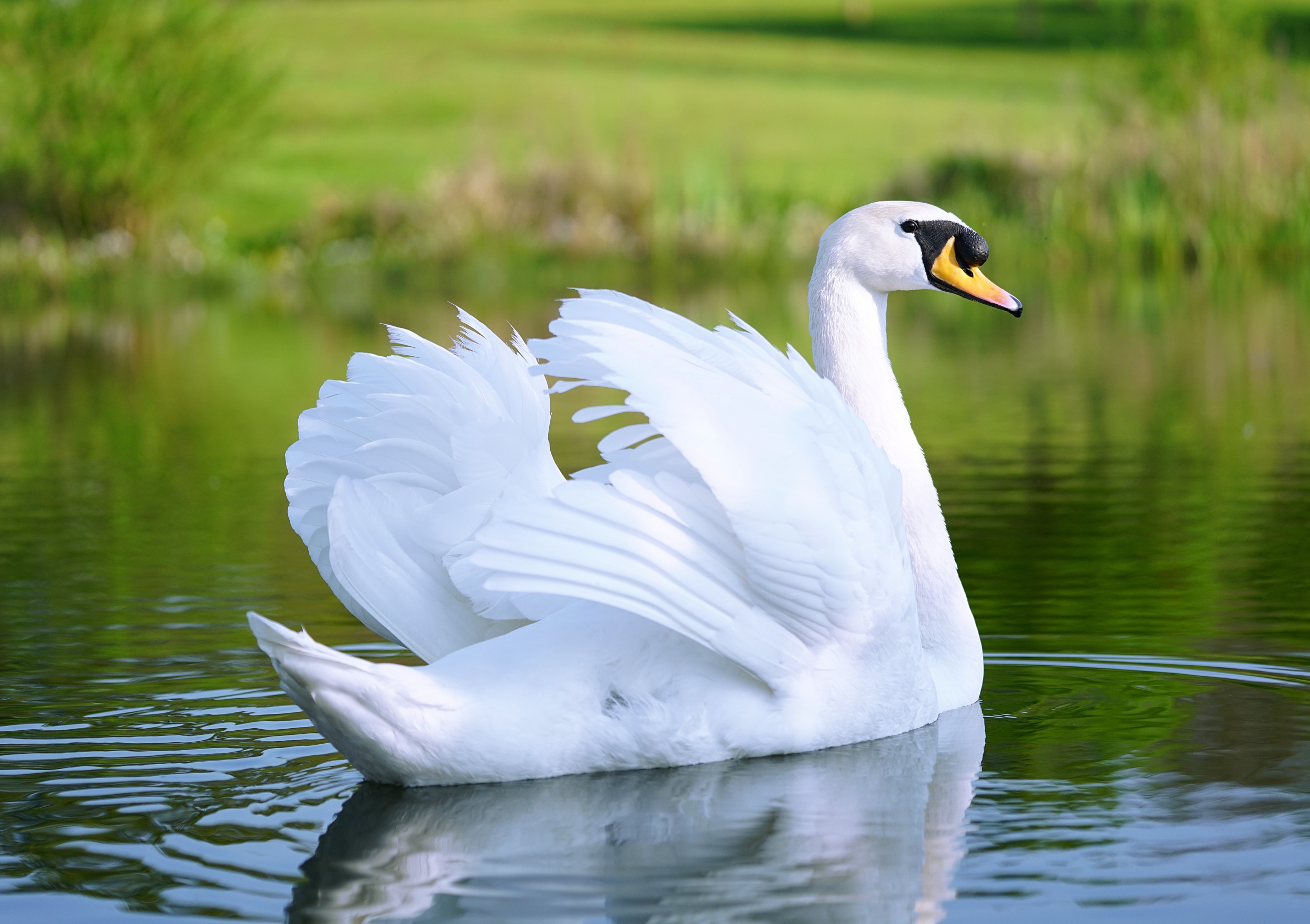 Cisne: Reino, Filo, Classe, Ordem, Família, Subfamília e Gênero