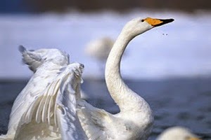 Cisne Pequeno ou Cisne da Tundra: Características e Fotos