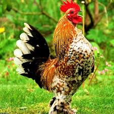 Galinha Booted Bantam – Características, Ovos, como Criar e Fotos!