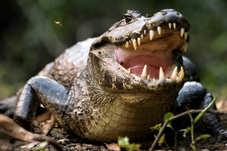 Quais São os Principais Lacertílios e Crocodilianos do Brasil?