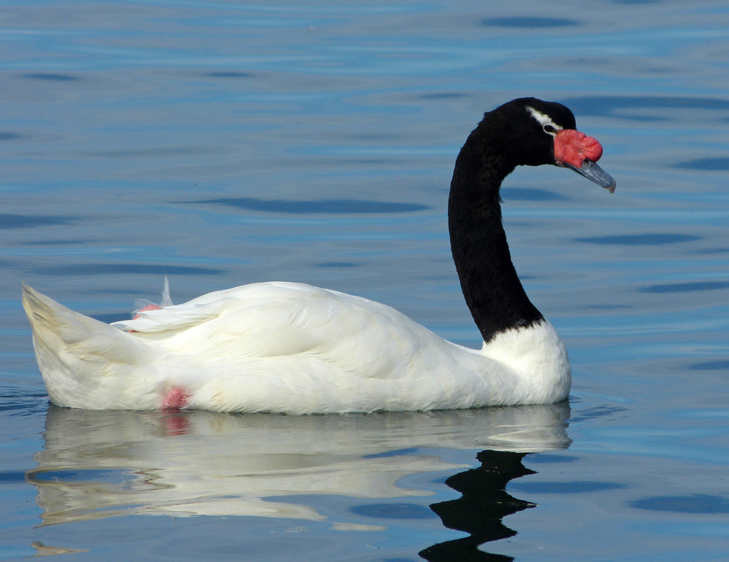 Cisne de Pescoço Preto: Características, Nome Cientifico e Fotos