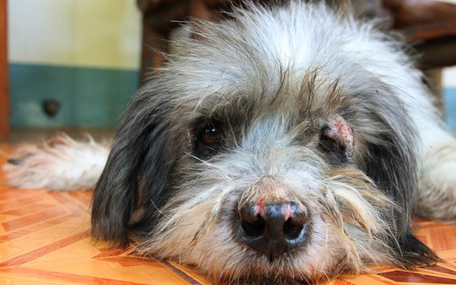 Dermatite Alérgica em Cães: Causas Comuns e Como Resolver