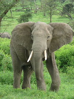 Qual é o Animal Mais Pesado do Mundo? Top 10 Animais Pesados