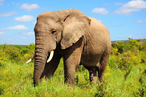 Qual o Maior Animal da Floresta?