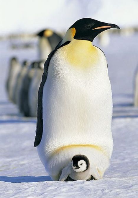 Tudo Sobre o Pinguim: Características, Nome Científico e Fotos