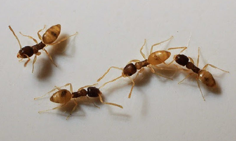 Formigas Tem Ouvidos? Como Elas Ouvem? Elas Escutam Bem?