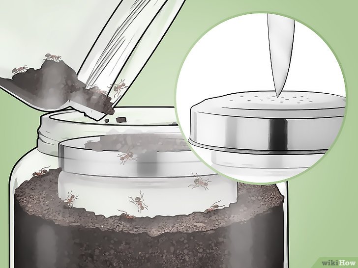Como Fazer um Formigueiro em um Pote de Vidro?